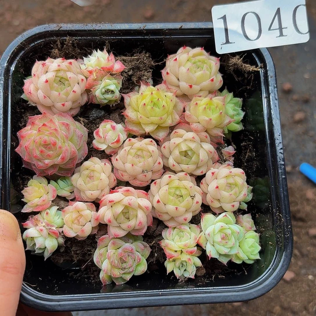 多肉植物多肉植物1040