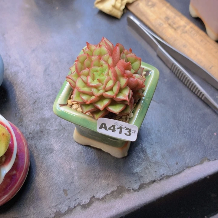 一物一拍含盆土满38包邮A413