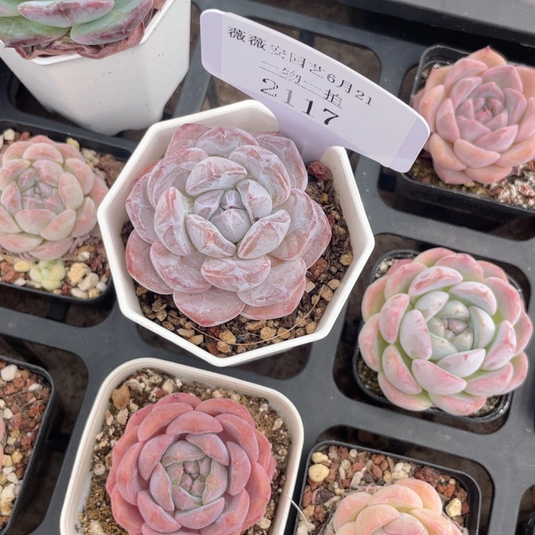 薇薇安园艺多肉2117