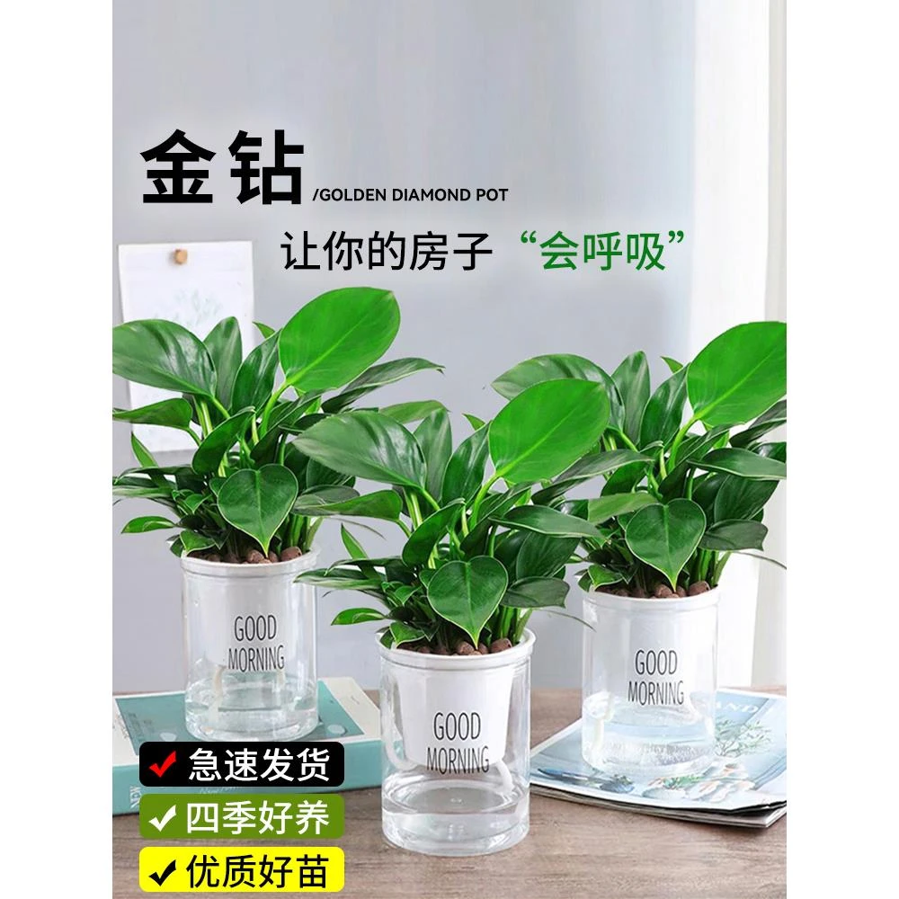 金钻盆栽绿萝箩室内植物花卉水培绿植客厅好养多肉新房吸除去甲醛