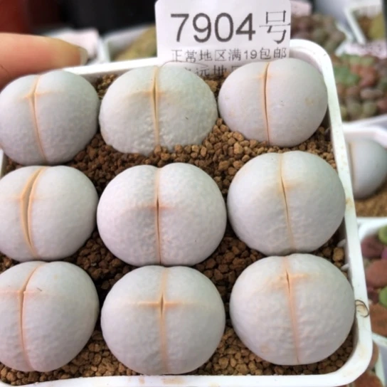 7904，2.3-2.5厘米高尔夫