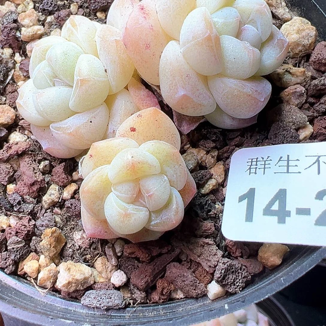 小卡拉米糖心一物一拍14-278