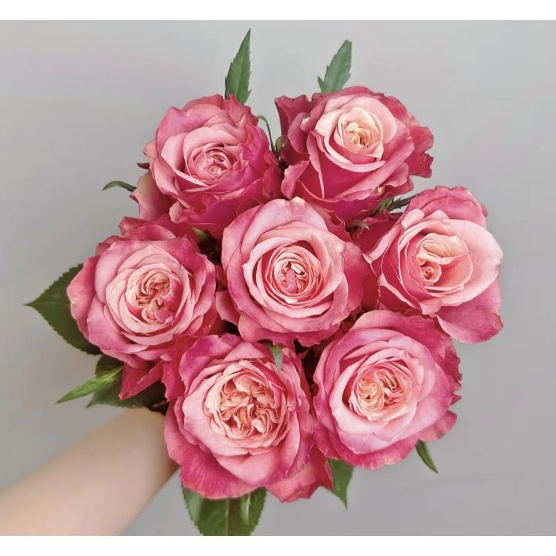 【闺蜜】单头玫瑰 真花鲜切花云一单中通 拍够任意两单鲜花顺丰