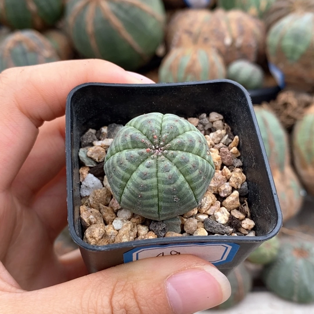 11欧系实生布纹球一物一拍
