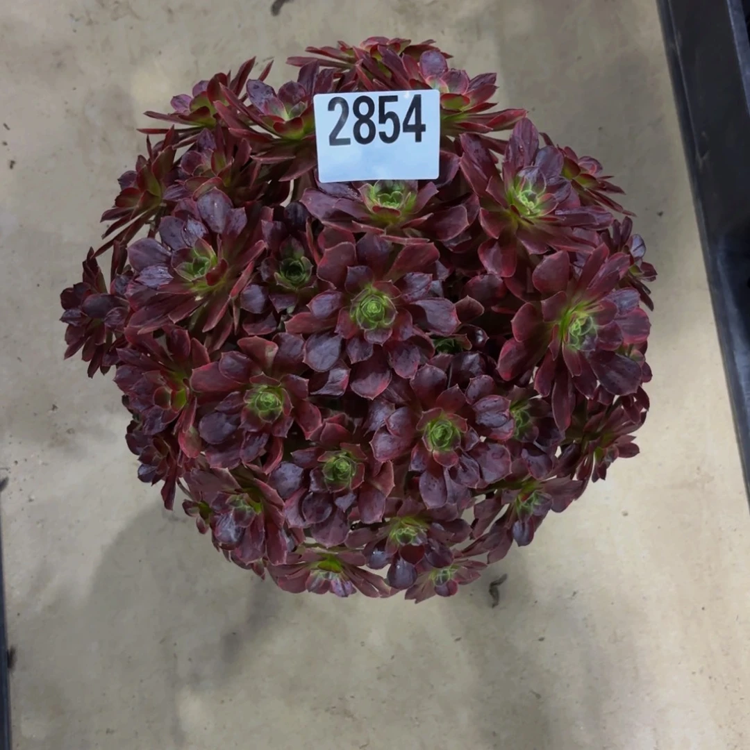 半***.无花朵2854安娜1111111