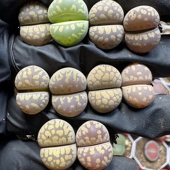 生石花1111222。  367