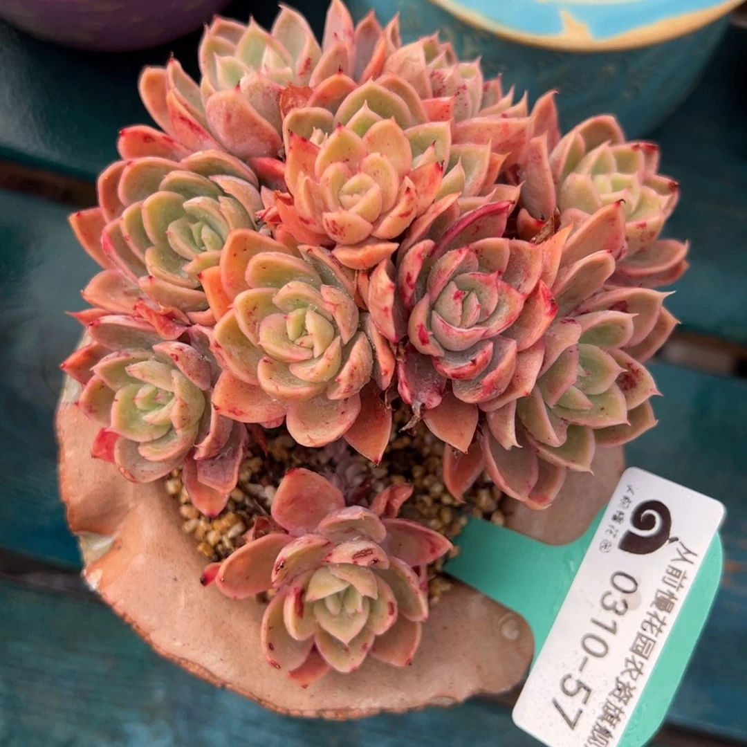 从前慢多肉精选编号0310.57