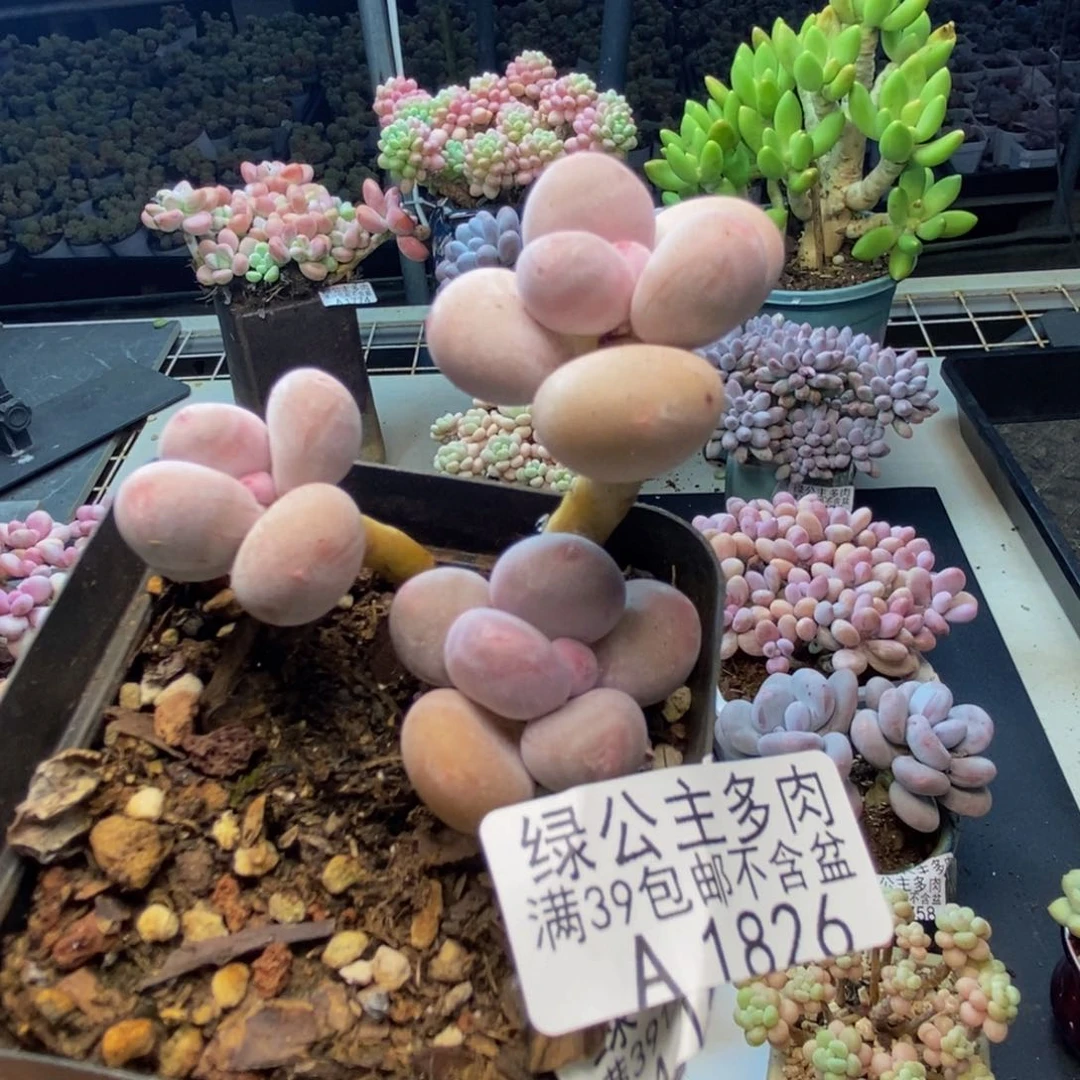 826蛋黄奶多肉肉5c m
