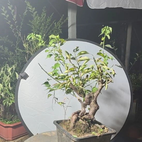 懒***！无花朵梅花盆景精品造型