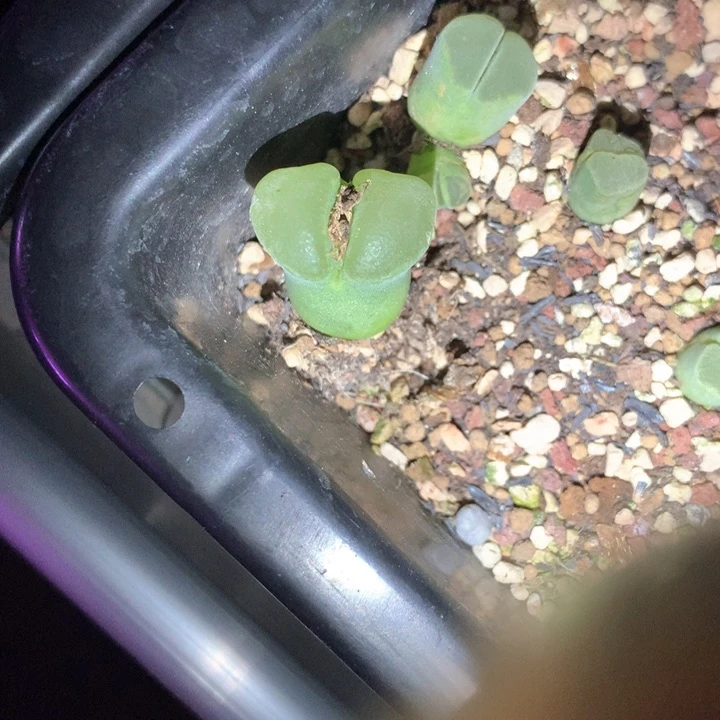 ·*点点专拍 肉锥植物