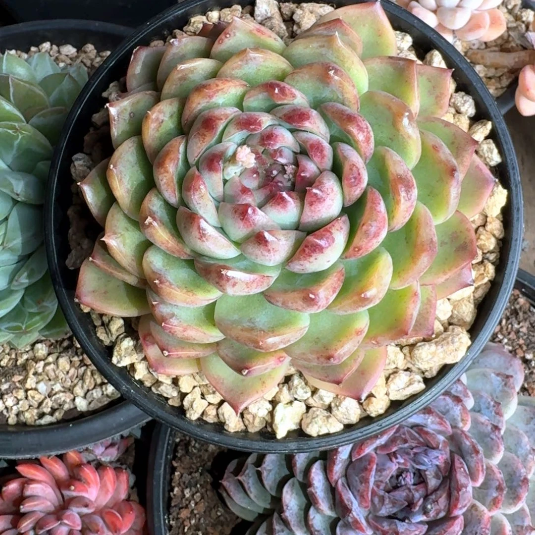 专拍链接多肉精品单头自动