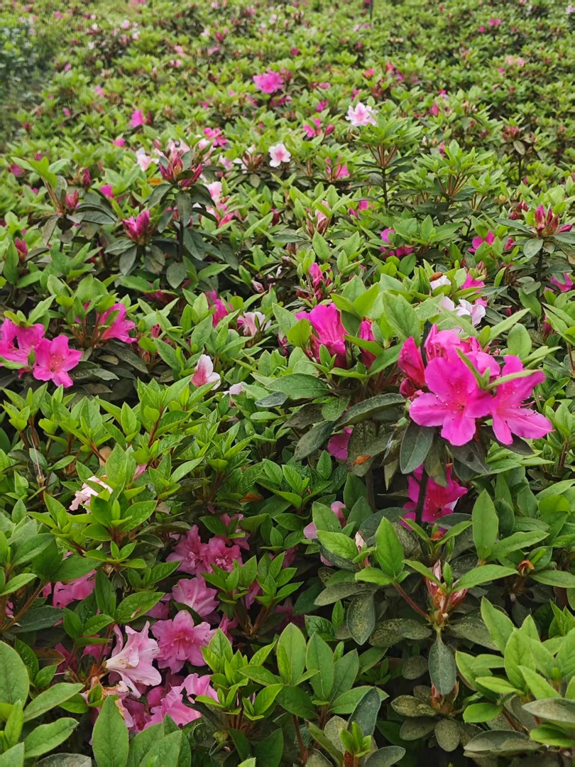 杜鹃花皇室紫色盆栽植物室内阳台花卉耐寒好养易活包邮