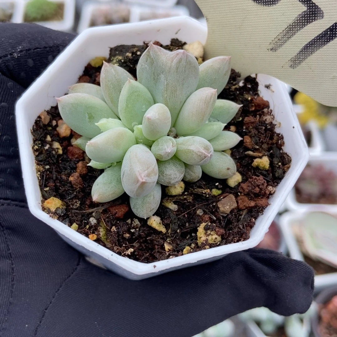 2071哥特多肉植物保护