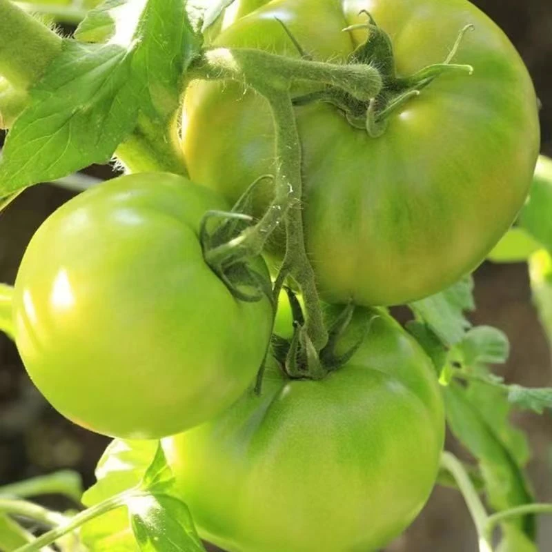 【农家新鲜青番茄】炒菜专用青西红柿农家肥种植菜番茄圣女果大果酸