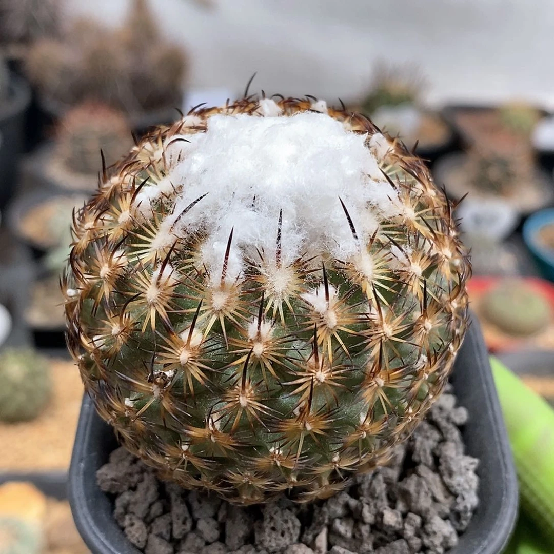 实生伊莎贝拉仙人球