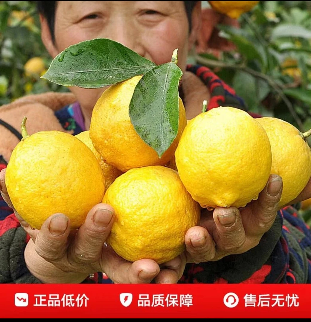 海南柠檬香水柠檬黄柠檬奶茶店家用都可香水柠檬批发大果柠檬鲜果