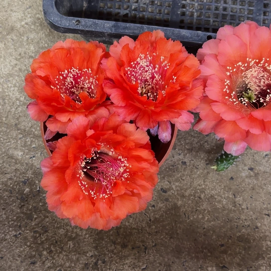 火舞118无根侧牙四公分