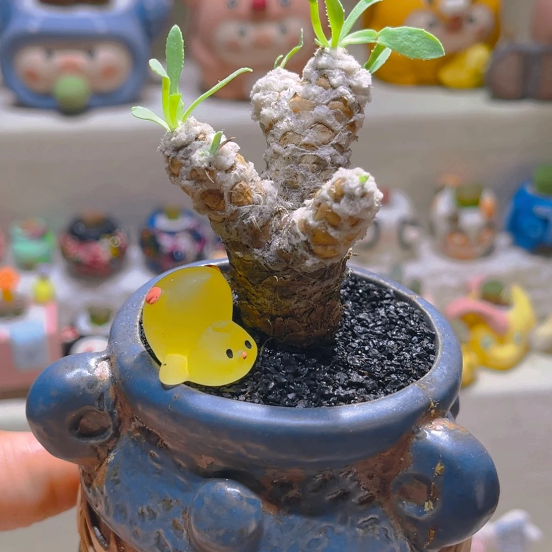 142刨花厚敦菊带盆带土