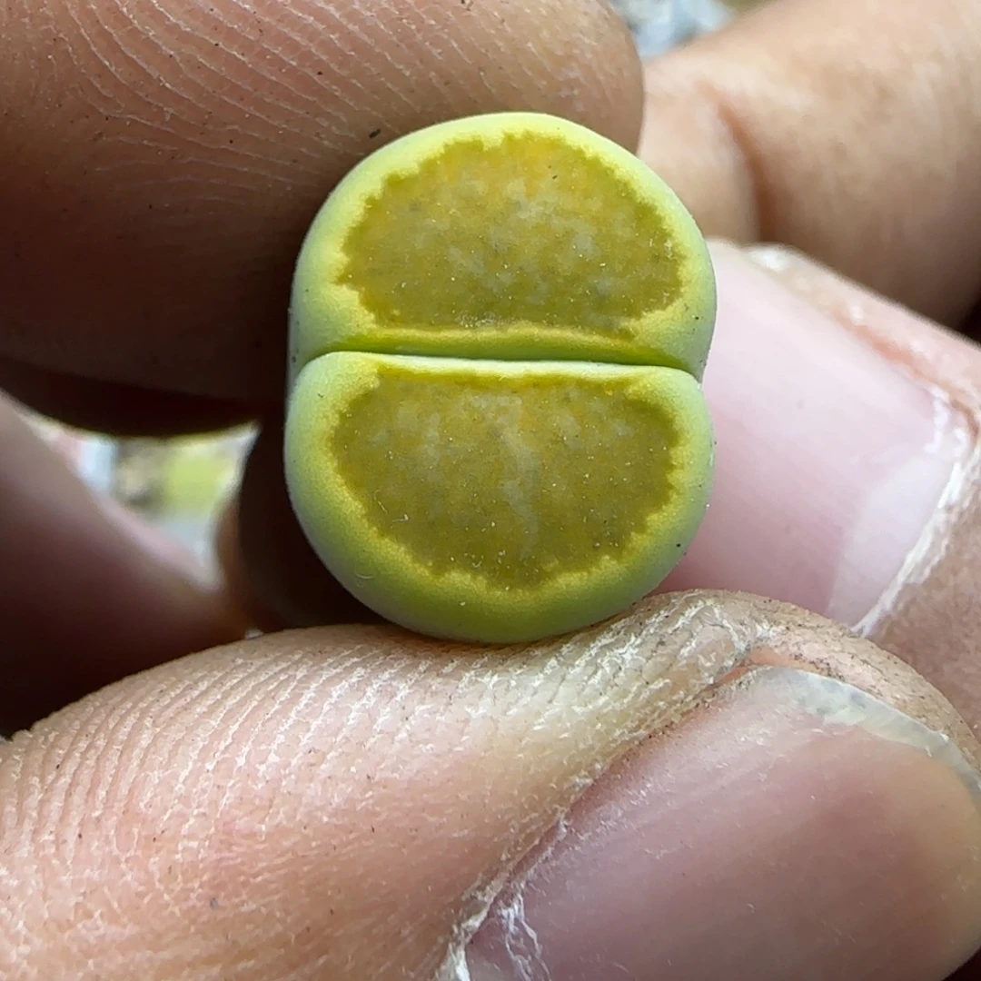 788 生石花大棚直播