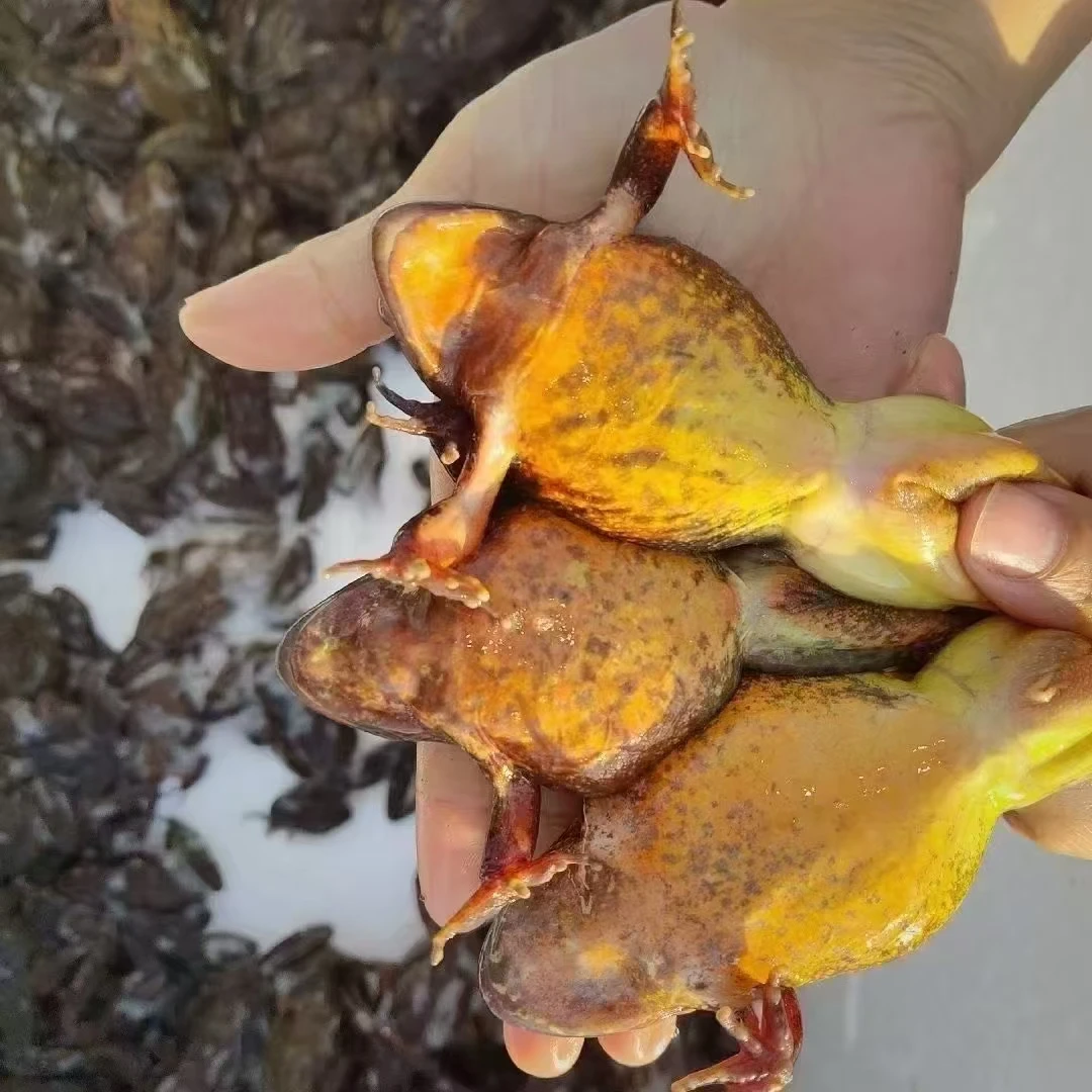 全母林蛙鲜活母豹子到家包活有籽有油一斤装