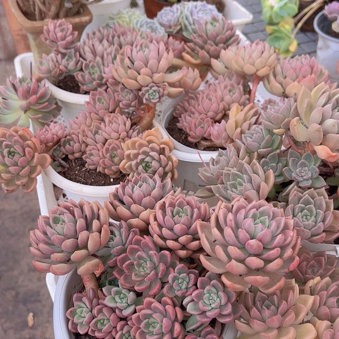 油漆桶多头大盆老桩精品