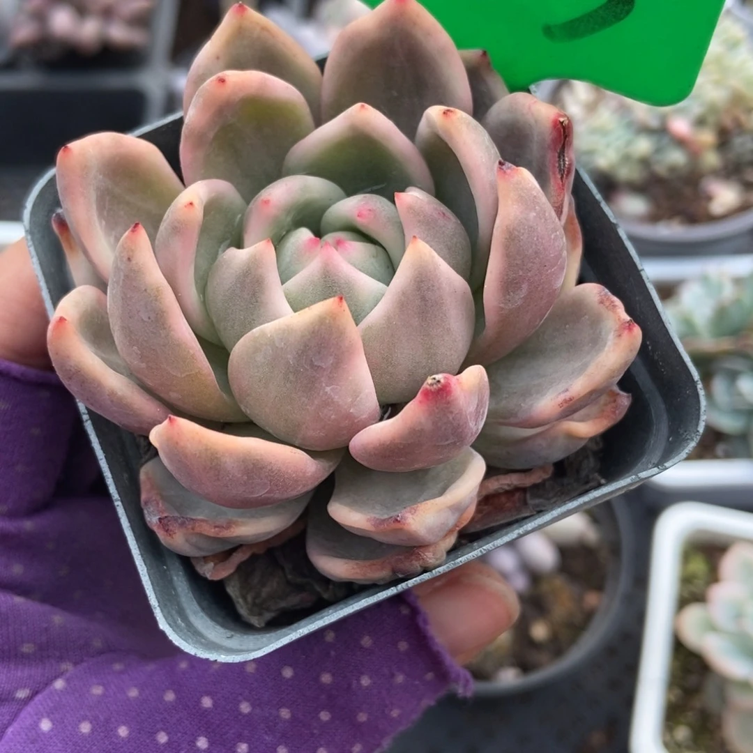 3133香槟锦多肉植物