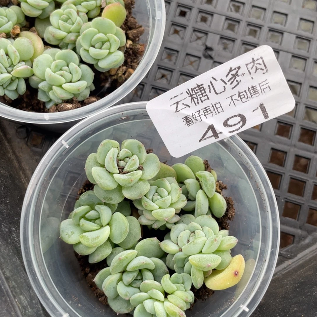 云糖心多肉植物491