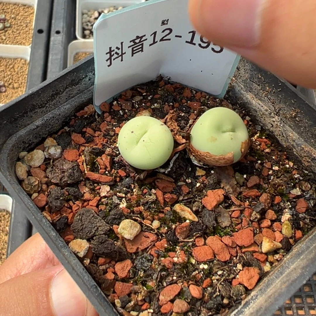 12-195肉锥多肉植物，