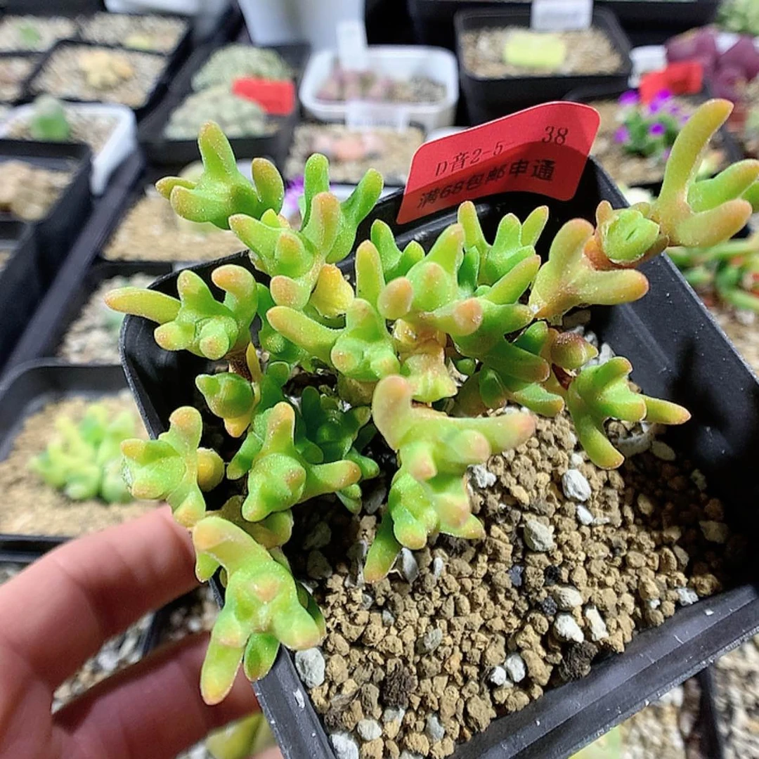 【闪购商品】2-5-38 冰糕1颗 30