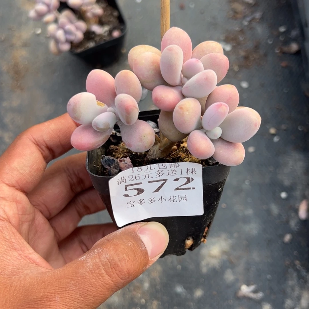 蓁***饼572号桃蛋一物一拍满18包邮满26送一颗多肉