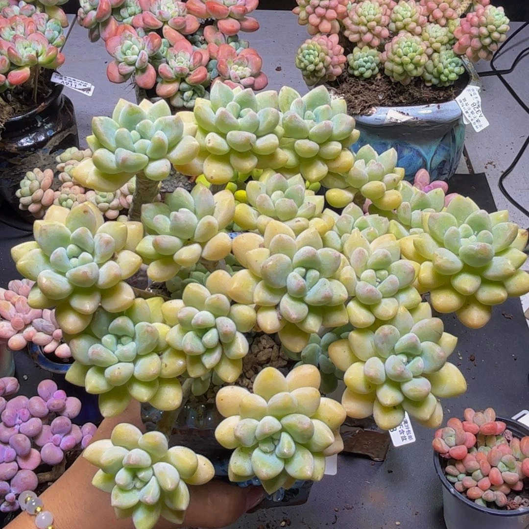 徐***包奶酪蛋糕265/17cm多肉
