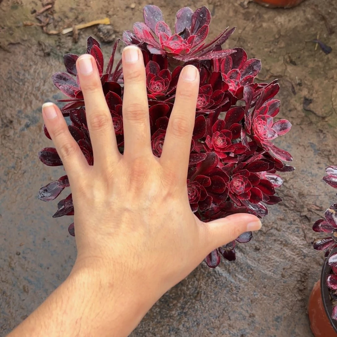 香奈儿丛林福利9.9