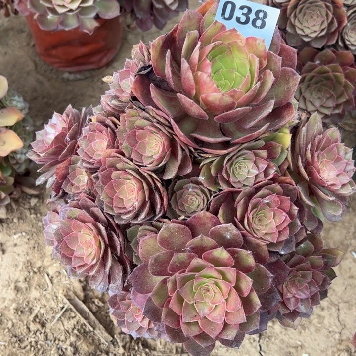 桃花石多肉植物038.