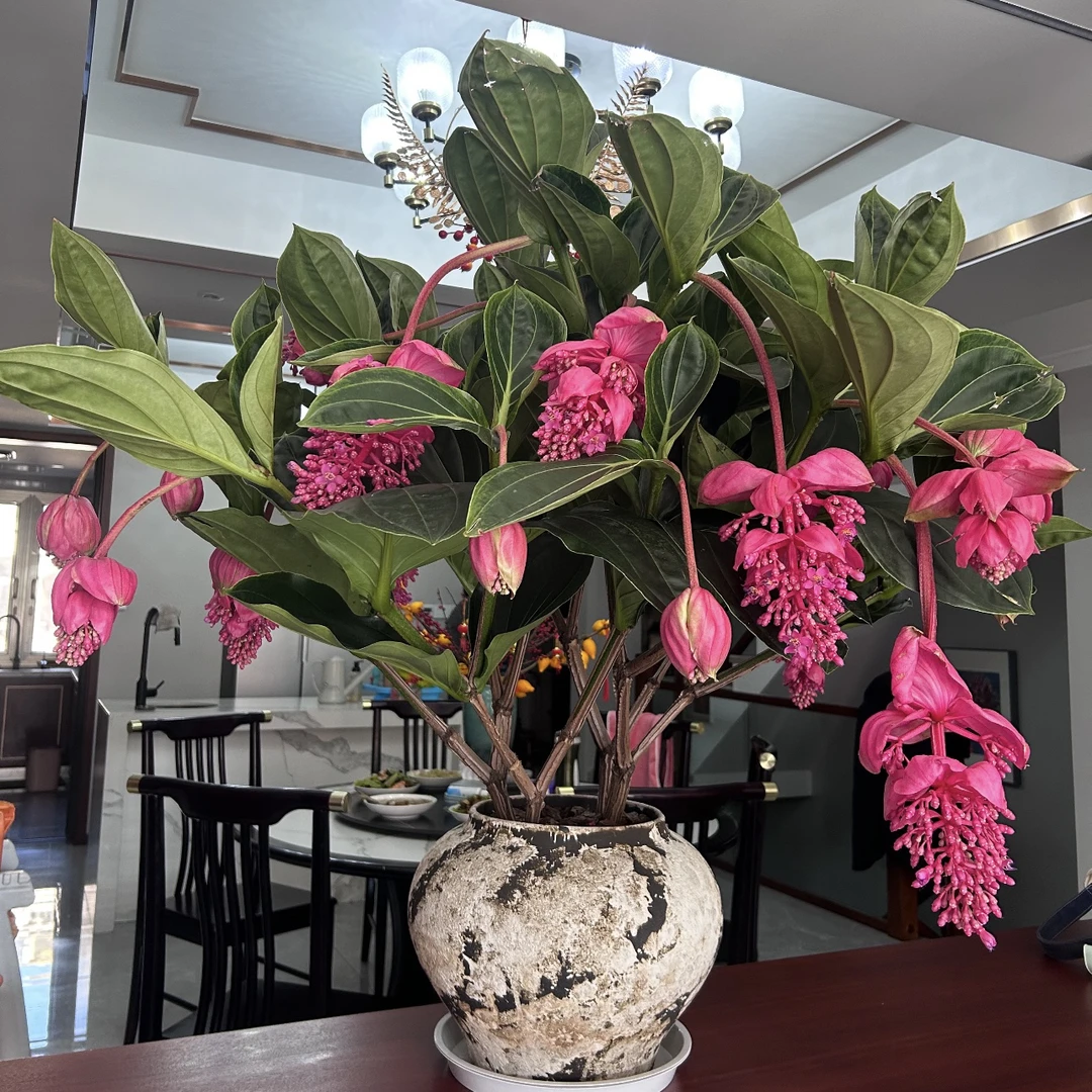 宝莲灯盆栽室内高端花卉新手易养护下单发货快