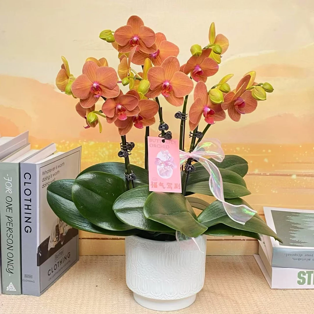 椪柑 蝴蝶兰 爱马仕橙 稀有色系 橘色花型 室内精品观赏 真花