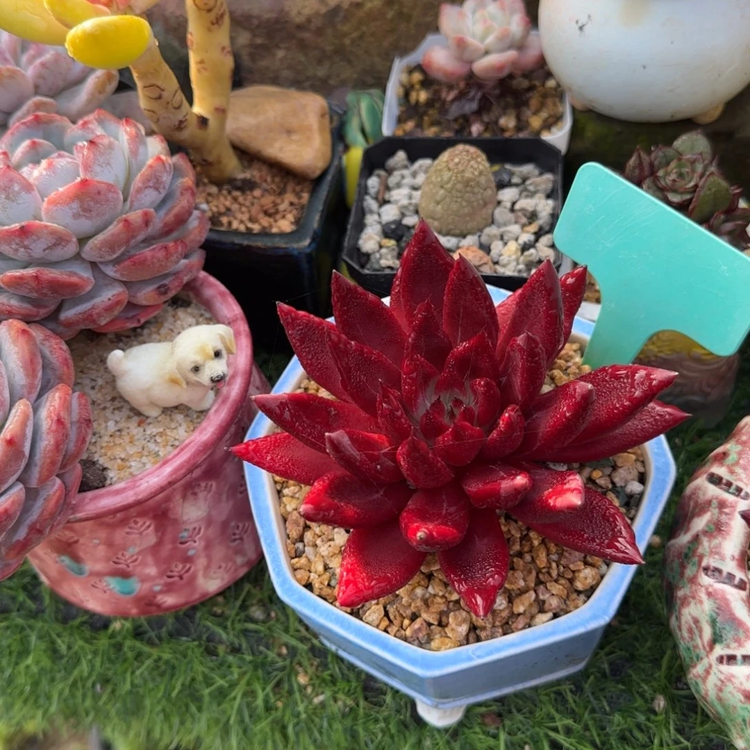 往***生多肉植物，红色梨红