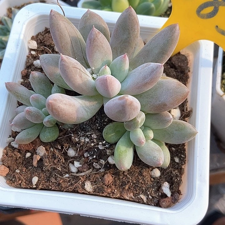 多肉植物哥特885多肉