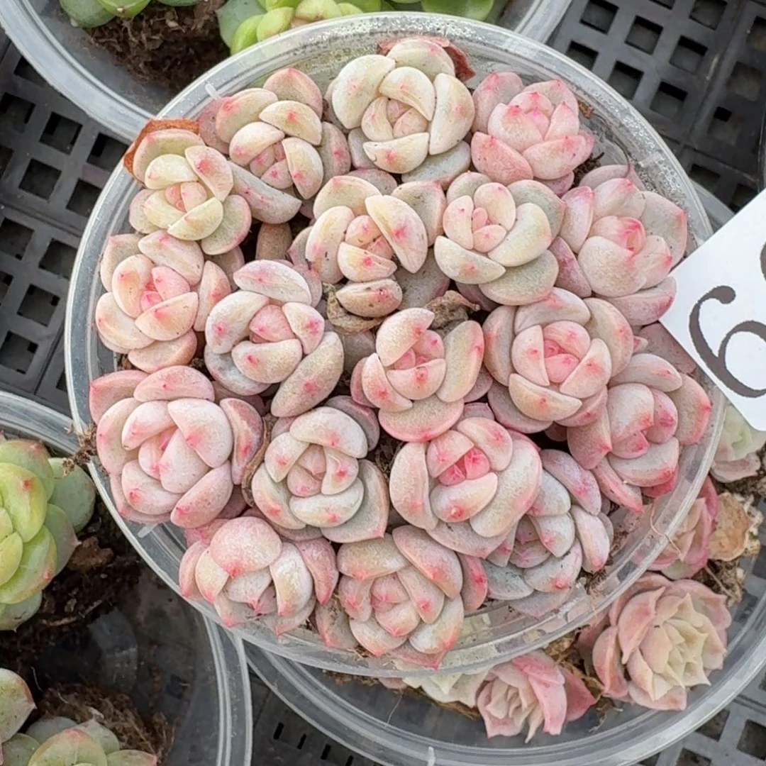 多肉植物多肉植物605