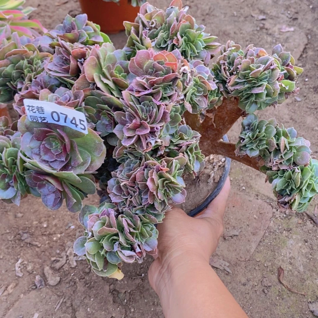 745 号一物一拍多肉植物