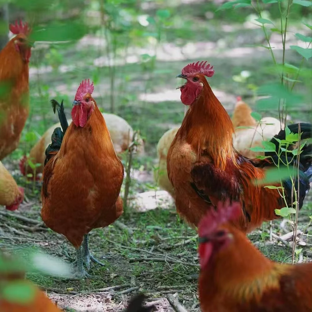 大别山生态放养跑山鸡公鸡