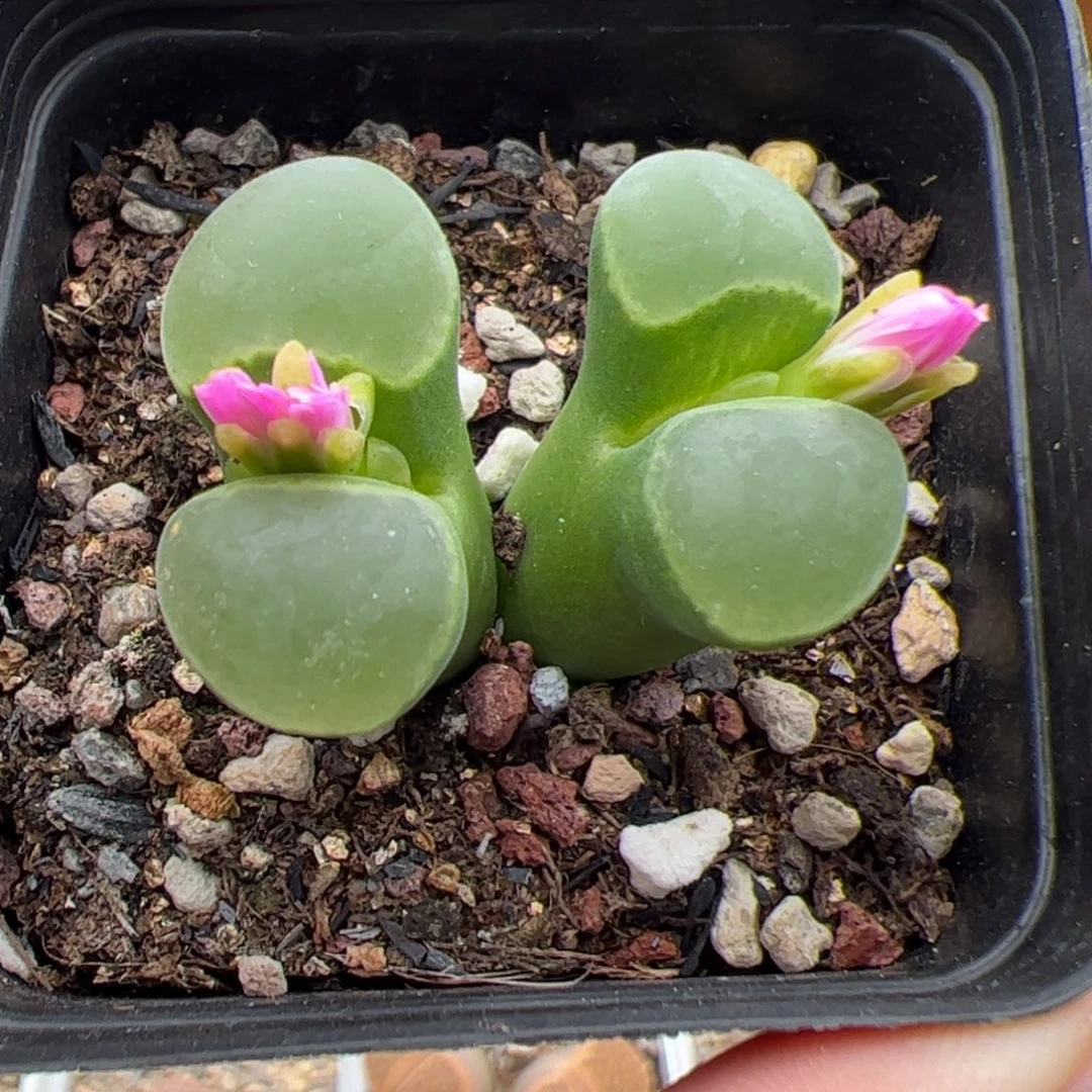 0183号极窗 多肉植物