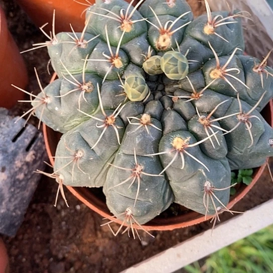 一个大菲花玉仙人球