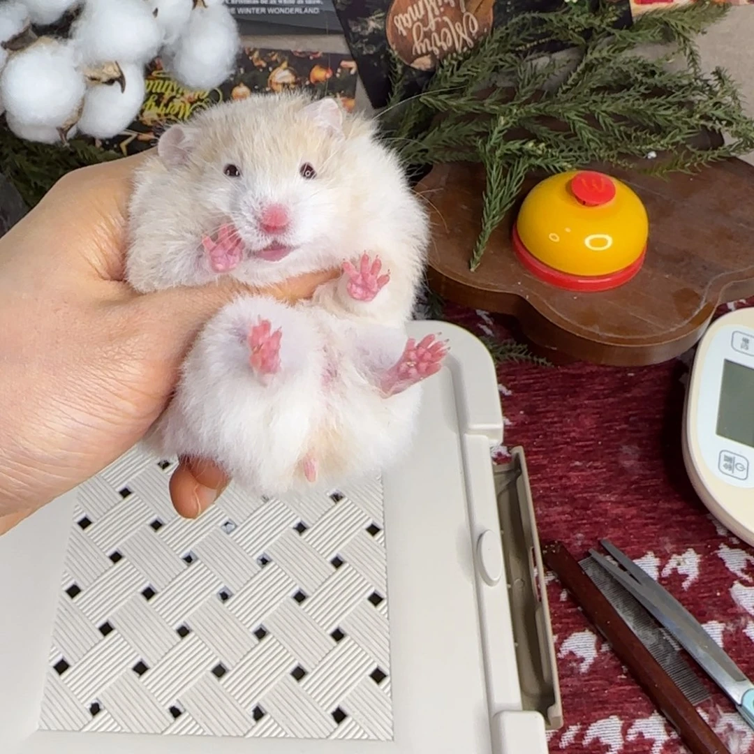 肉桂波妹妹11.08生日