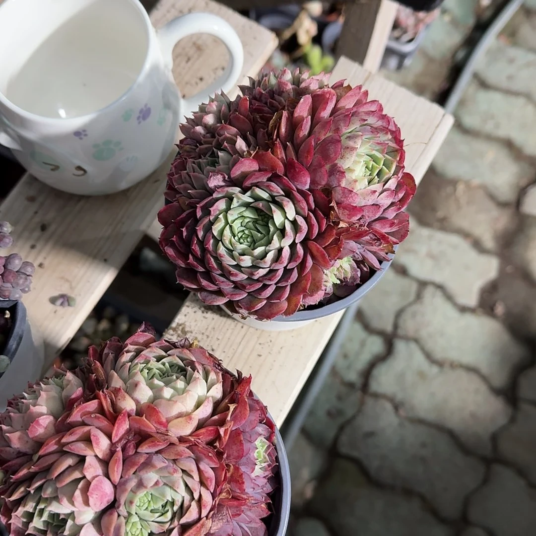 朱砂痣多肉植物精品咯