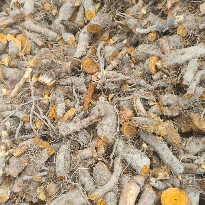 优质驯化虎杖（块茎）包出苗