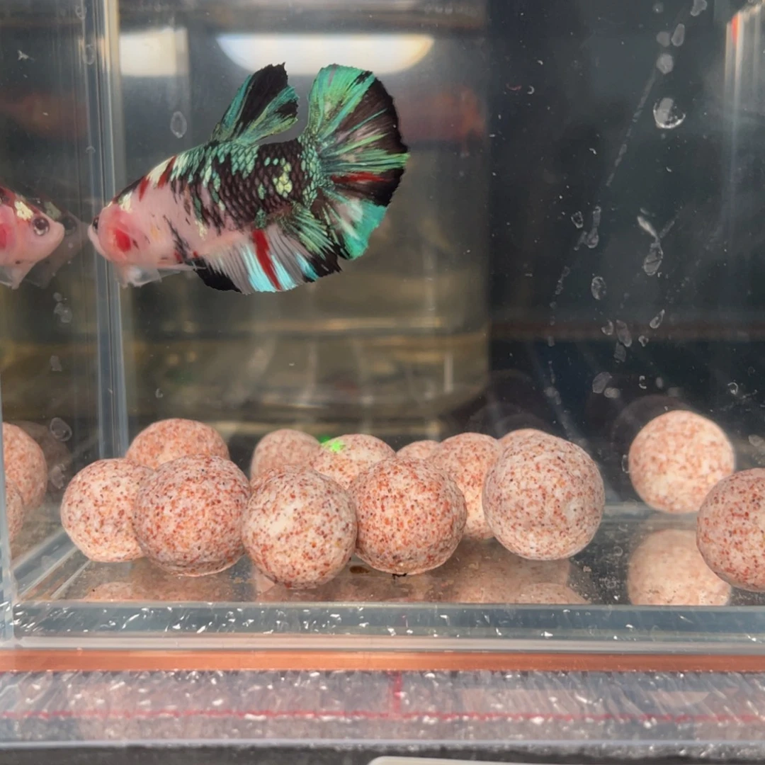 斗鱼1.4 巨斗 107