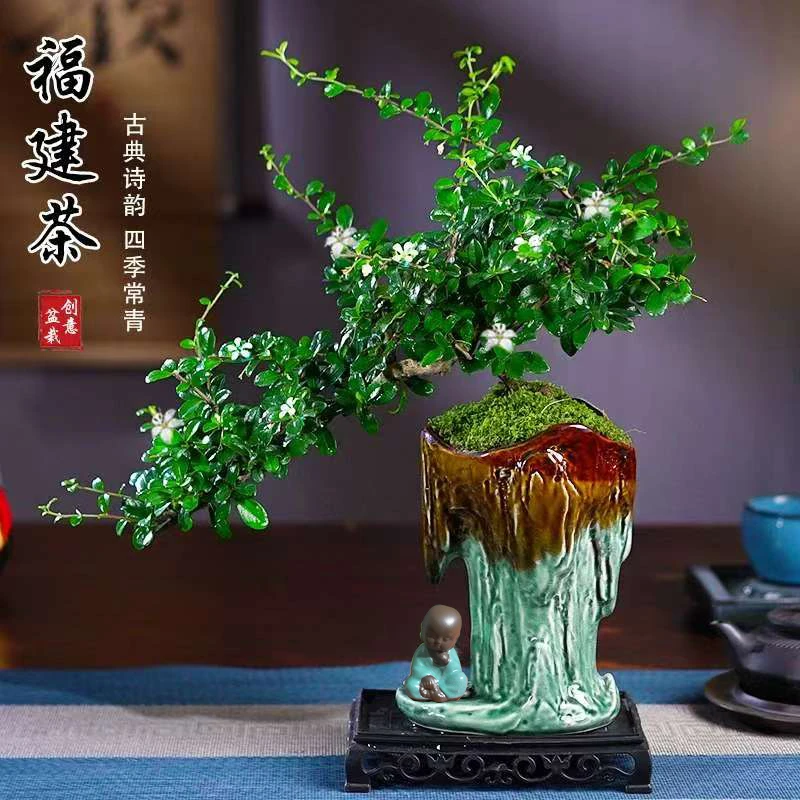 福建茶飘枝造型绿植花卉四季常青净化空气中式禅意风客厅盆栽盆景