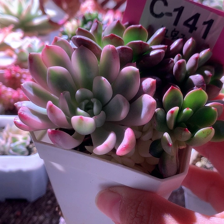 红宝石覆轮锦有根