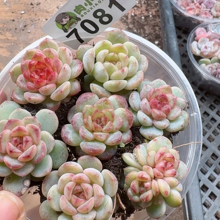 多肉植物多肉植物