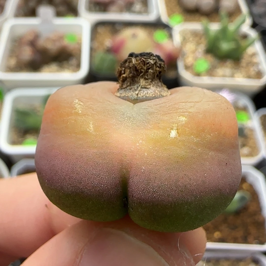 2.7漂亮多肉植物486